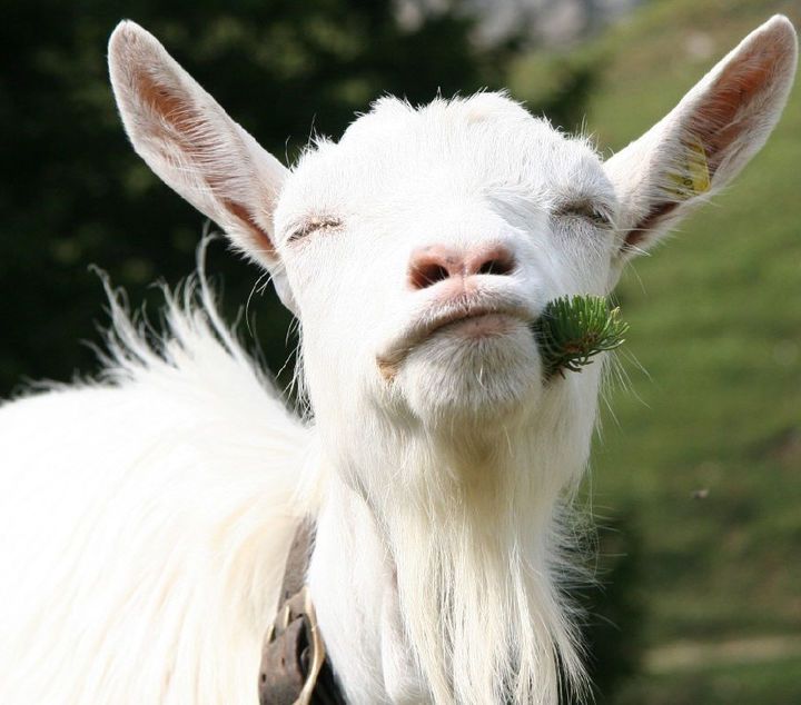 Как построить сарай для коз своими руками: пошаговое руководство