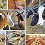 На Кубани рентабельность животноводства возросла в 2,5 раза
