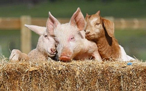 В Самарской области увеличилось поголовье свиней, овец и коз
