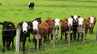 Поголовье крупного рогатого скота сократилось в Карелии
