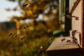 Удмуртские пчеловоды дождались компенсаций за пестицидный мор пчел: ветпаспорта не обязательны